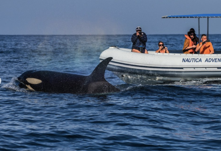 avistamiento-ballenas-en-islas-marietas
