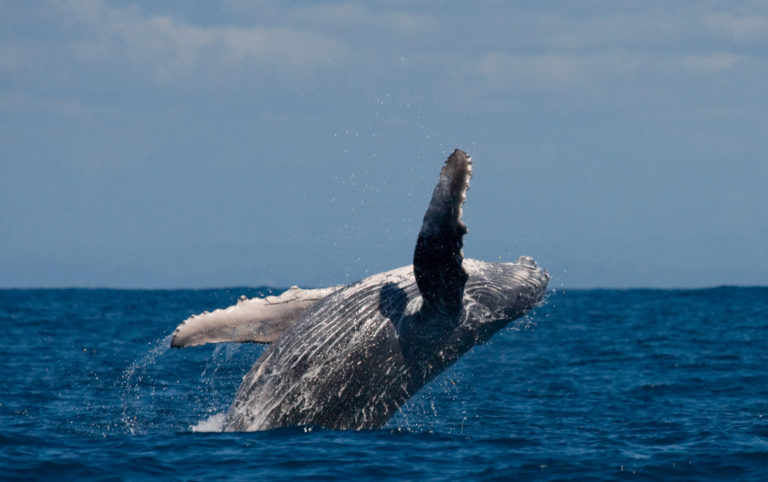 Humpback,Whale,Jumps,Out,Of,The,Water.,Beautiful,Jump.,A