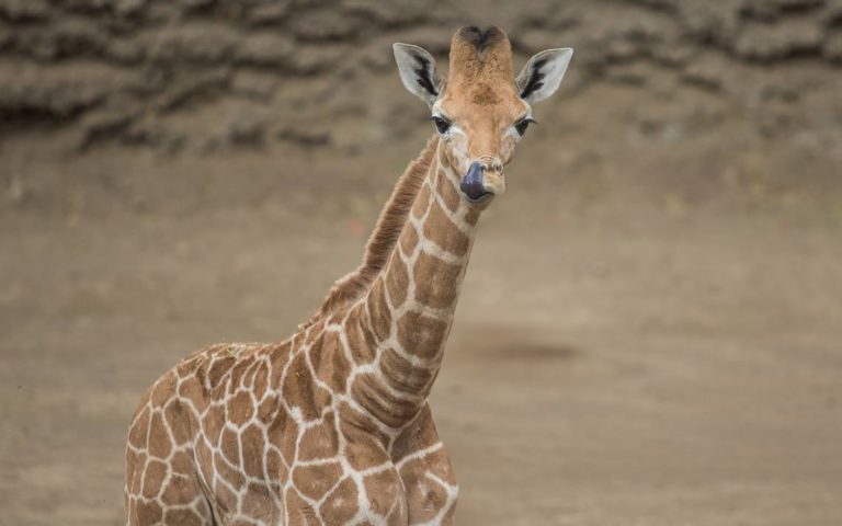 El Zoológico de Chapultepec tiene un nuevo integrante, ¡un bebé jirafa!