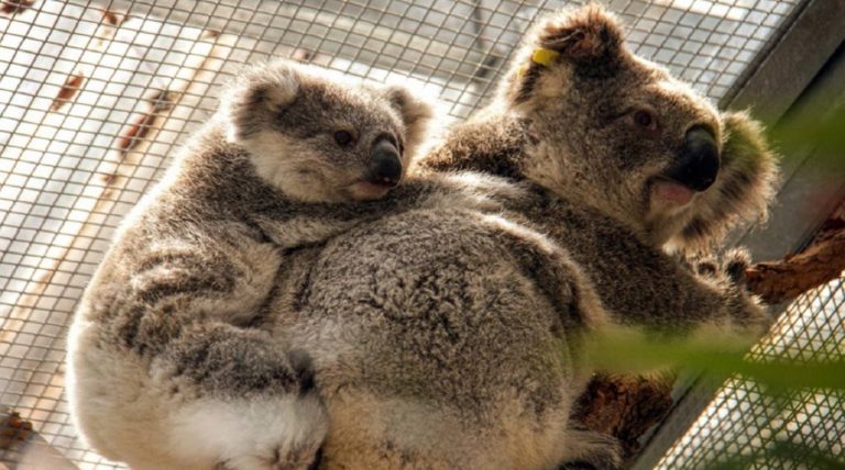 Fueron liberados los Koalas rescatados en los incendios en Australia