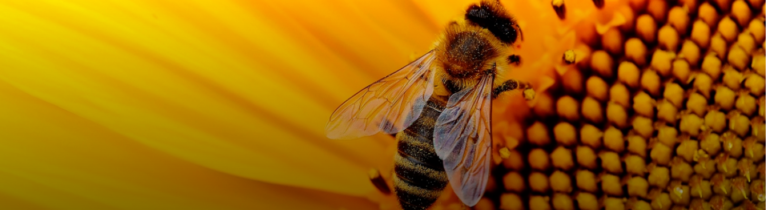 Cuidemos a las abejas, son fundamentales para nuestra supervivencia