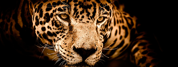 El jaguar, animal sagrado