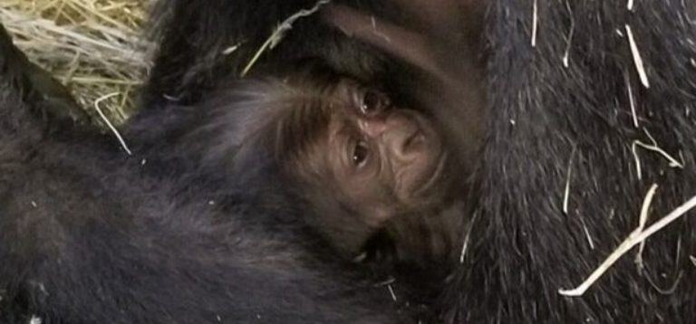 ¡Nuevo bebé gorila! Jamani nació en el Zoológico de Columbus