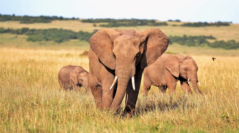 Por falta de turistas se liberan 78 elefantes en Tailandia