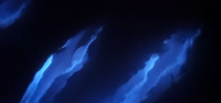 Delfines nadando en un océano bioluminiscente en California, Estados Unidos
