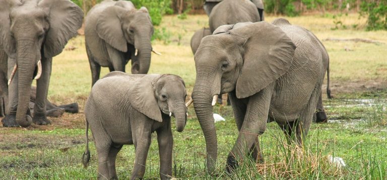 Dinamarca adoptó a cuatro elefantes de circo