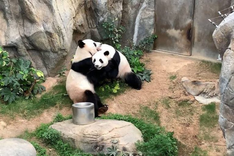 Tras una década de intentos fallidos pandas se aparean