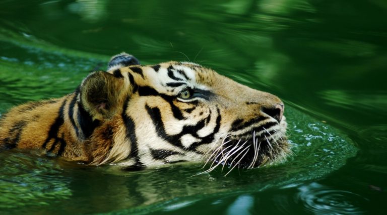 Nadia, un tigre malayo hembra, dio positivo en COVID-19