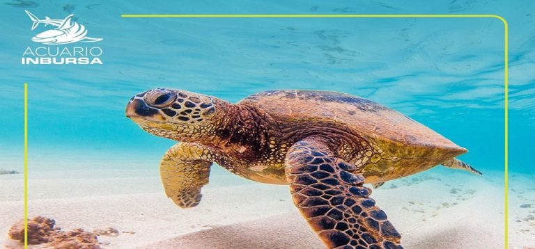 Acompaña a la tortuga marina verde en un recorrido virtual