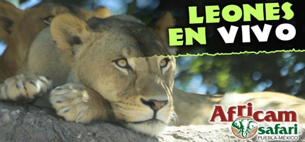 Podrás ver a los animales de Africam Safari en livestream - México Ruta  Mágica