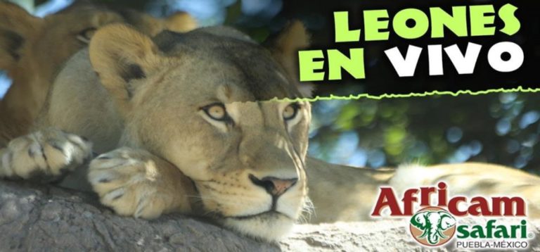 Podrás ver a los animales de Africam Safari en livestream