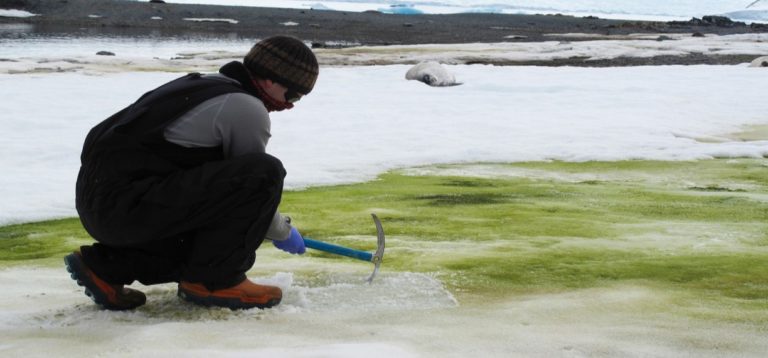 Nieve verde, la Antártida sufre efectos del cambio climático