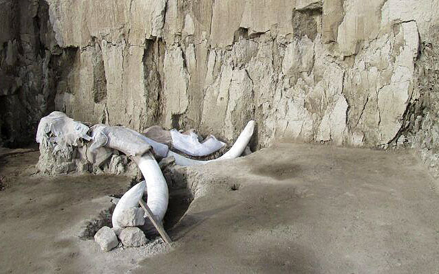 Encuentran restos de más de 60 mamuts en Santa Lucía