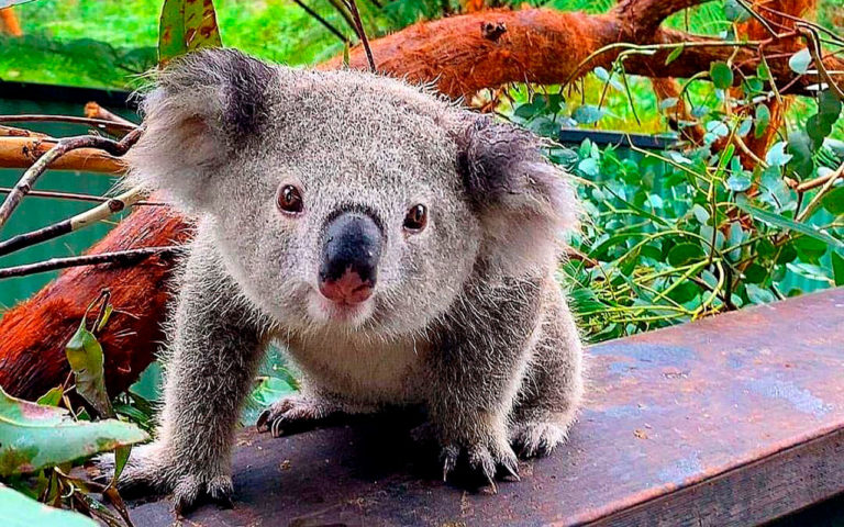 Ash, el primero koala nacido tras los incendios de Australia
