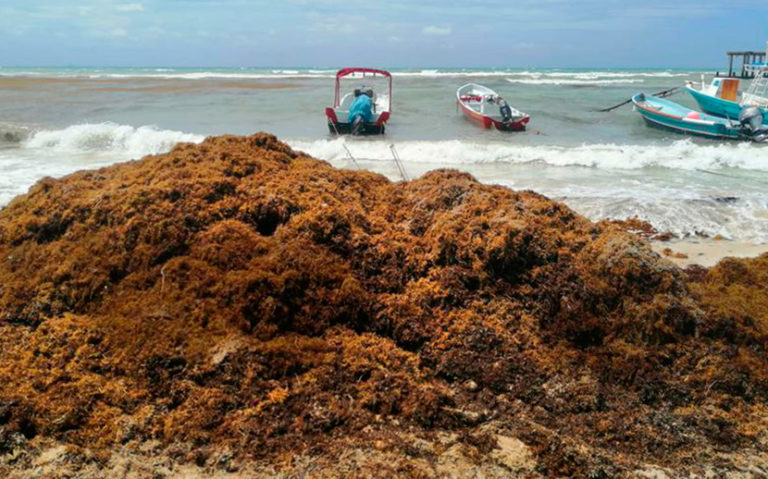 Comienzan labores para mantener las playas de Cancún libres de sargazo