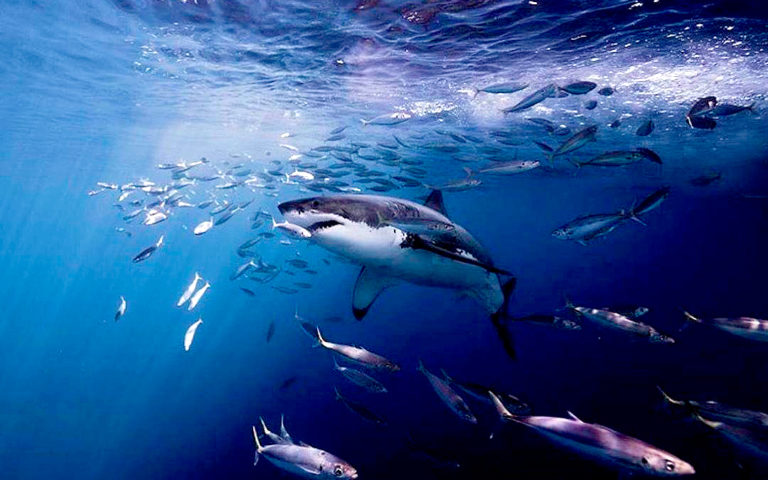 Disfruta del documental Tiburones de México a través de Facebook