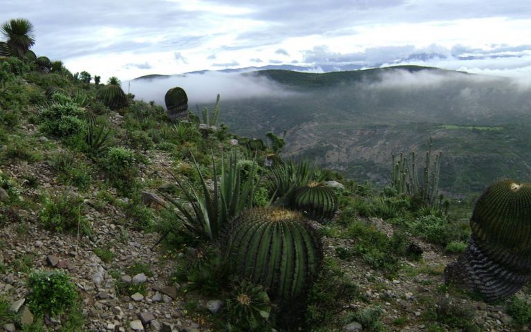 Crecimiento poblacional podría afectar la Reserva de la Biosfera Tehuacán-Cuicatlán