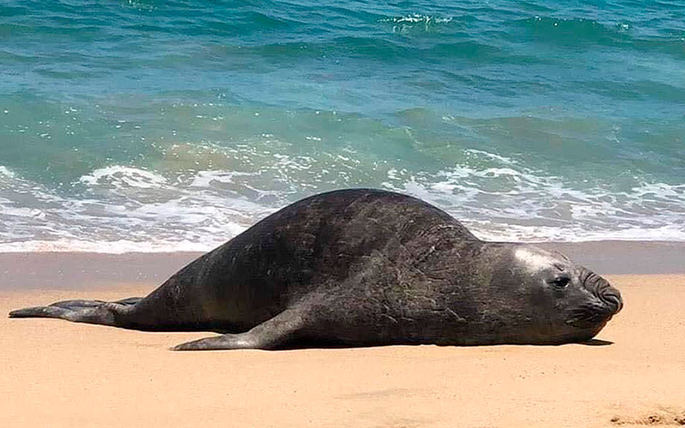 Elefante marino que llegó a playas de Nayarit ya tiene nombre