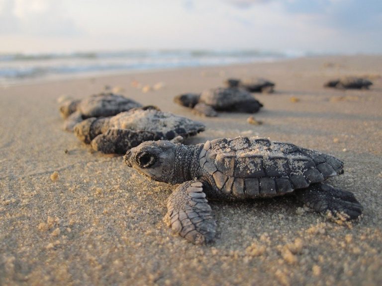Tortugas marinas rompen récord de desove en Cozumel