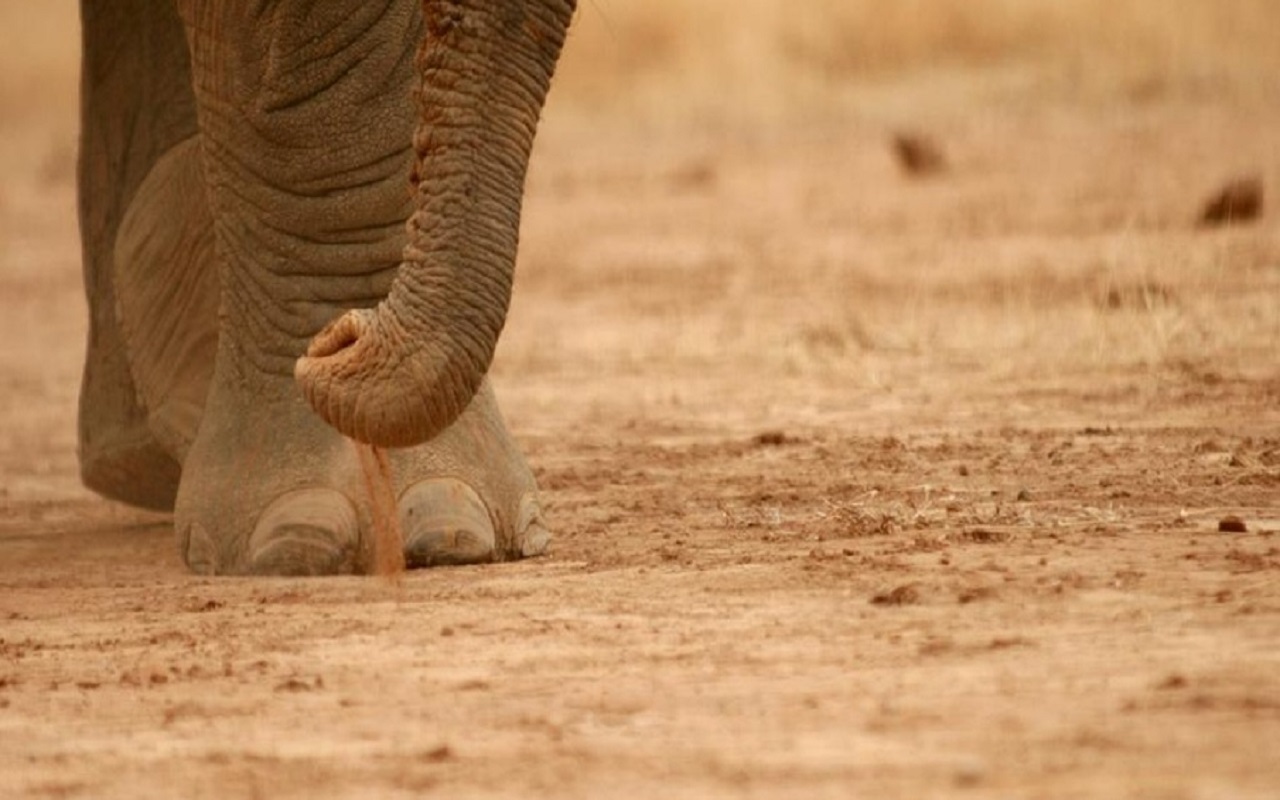 Nacieron 140 elefantes en Kenia desde el inicio de la pandemia