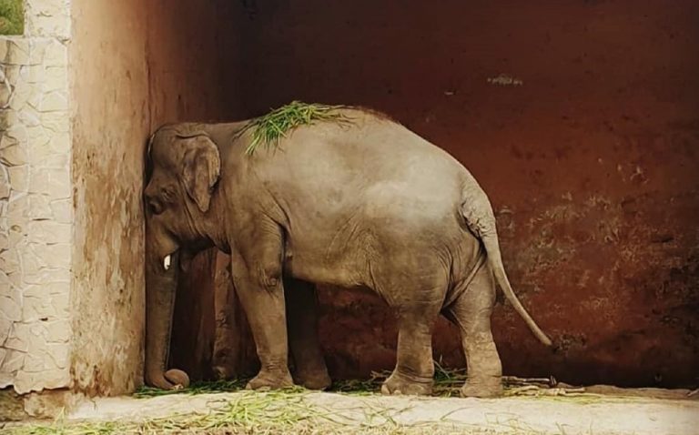 Kaavan,”el elefante triste”, será liberado después de 35 años en cautiverio