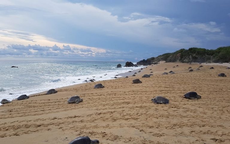 Tortugas marinas llegan a desovar a playas de Michoacán