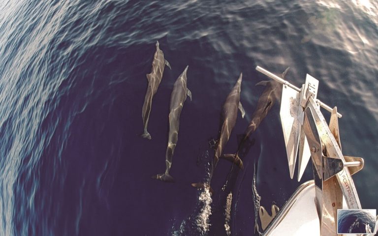 avistamiento de delfines