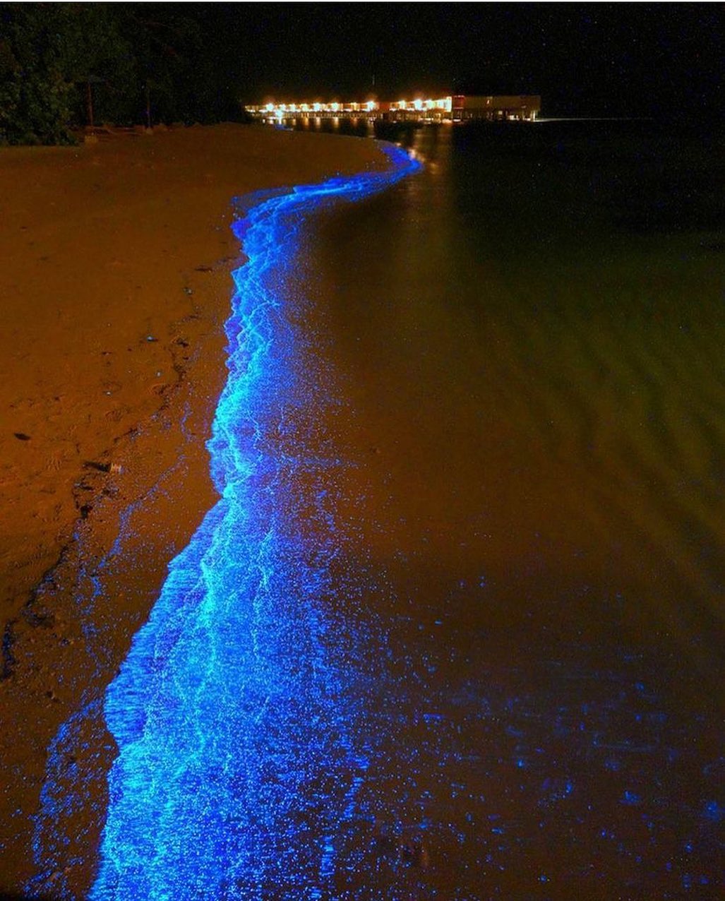 que es bioluminiscencia laguna de manaltepec