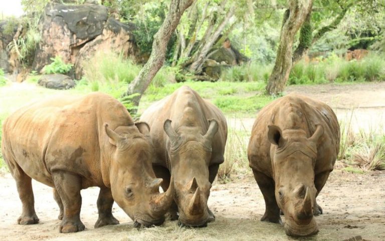 Pronto nacerán tres rinocerontes en Disney’s Animal Kingdom