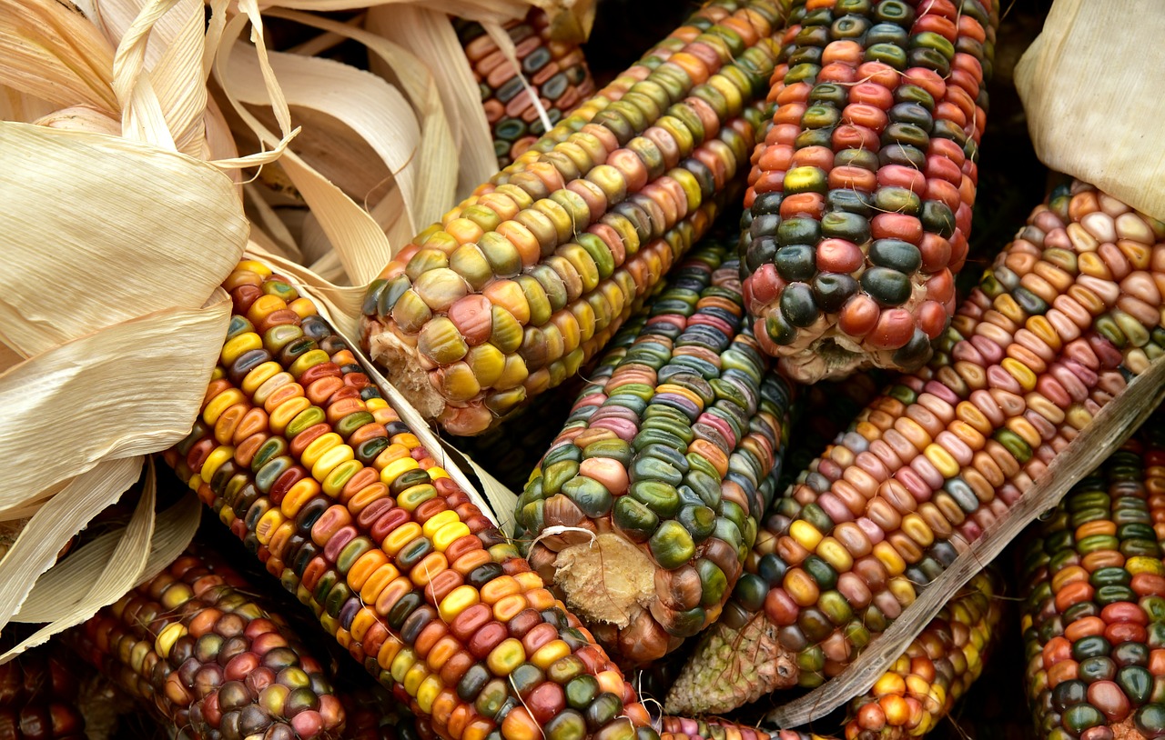 Datos curiosos sobre el maíz que quizás no conocías