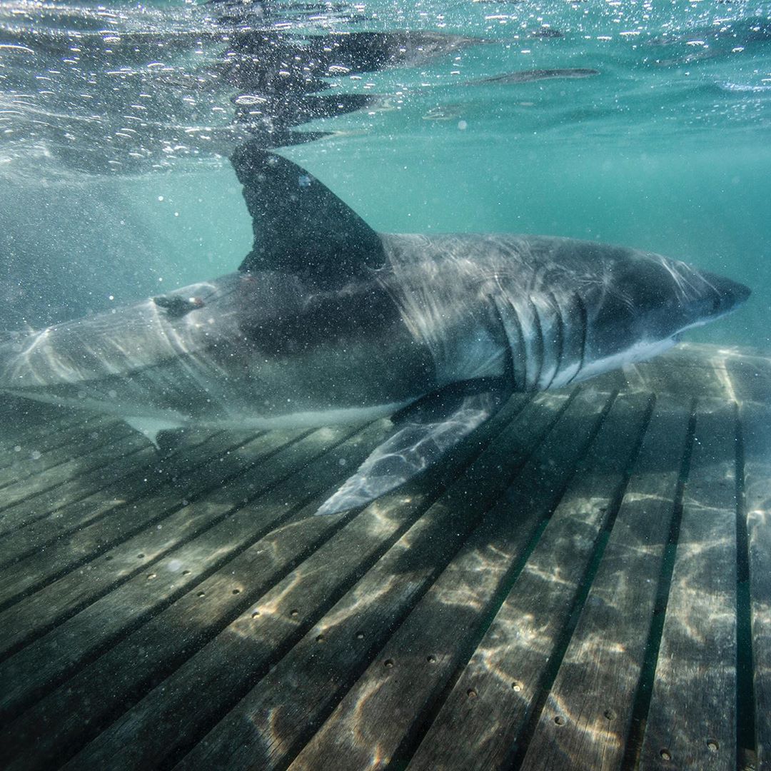 Encuentran a la “reina del océano”, un tiburón blanco de más de 50 años