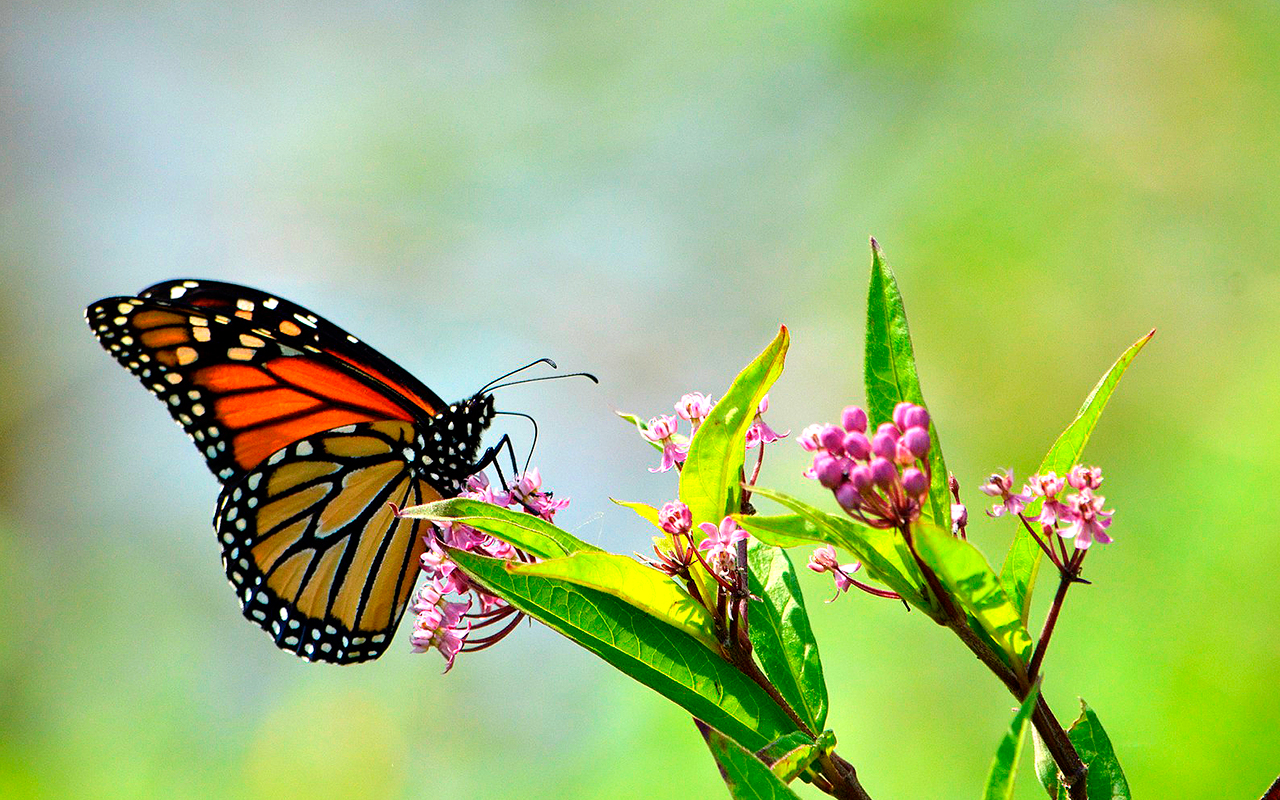 Reabren Santuarios de la mariposa monarca en Michoacán