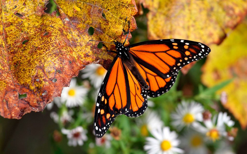 mariposa-monarca