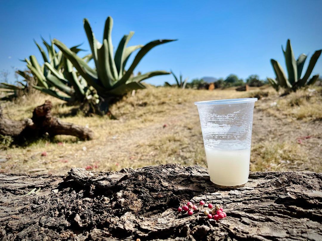 Descubre Cuál Es La Verdadera Historia Del Pulque - México Ruta Mágica