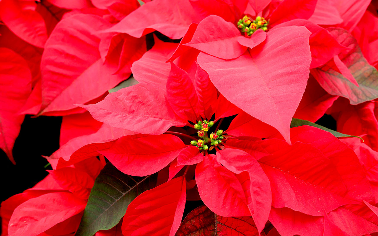 nochebuenas-nochebuena