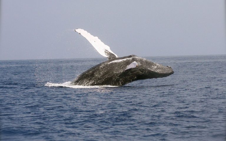 Avistamiento de ballenas jorobadas en Baja California Sur