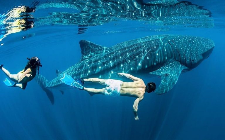 Tiburón ballena, el pez más grande e inofensivo de México
