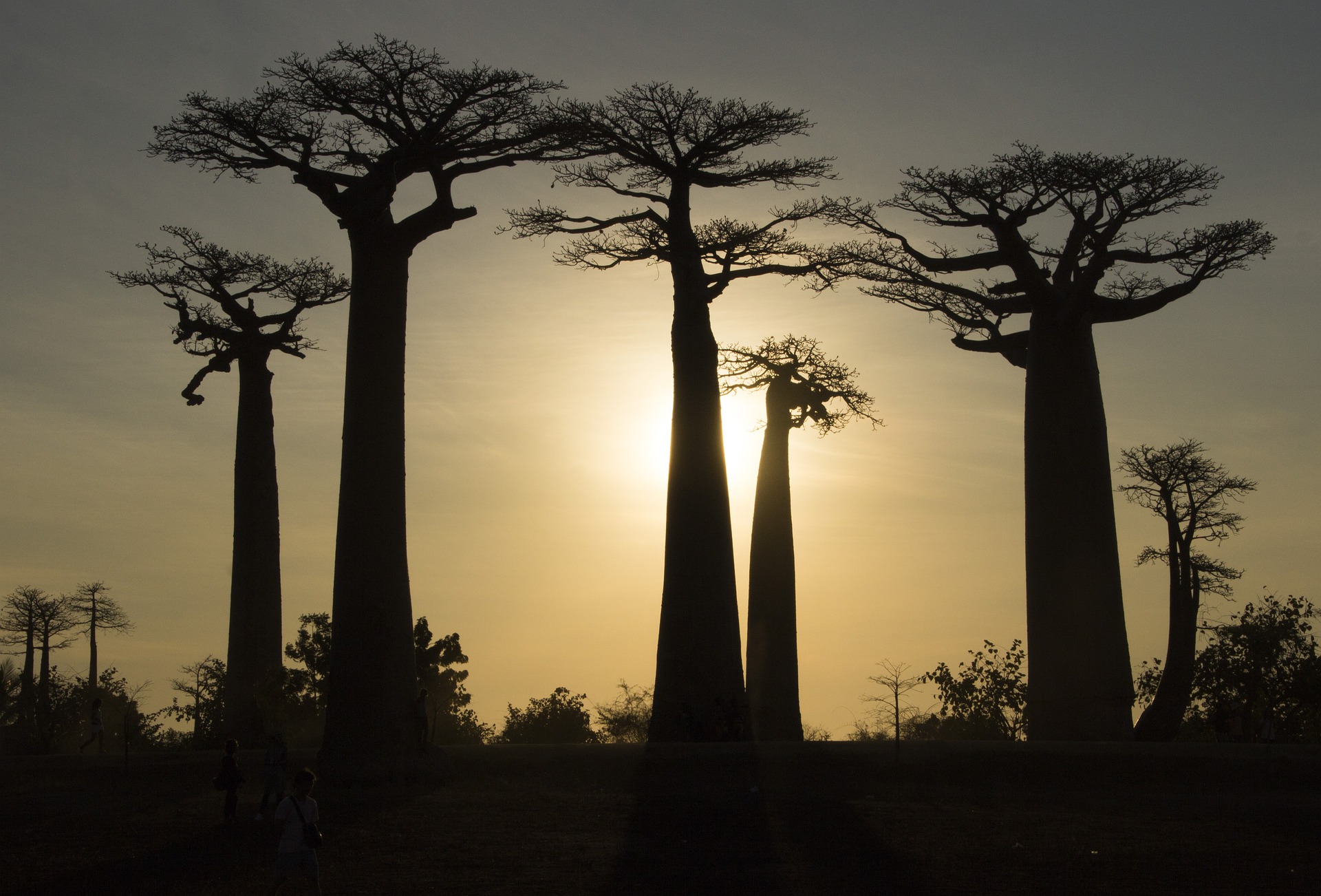 conocer baobabs en viaje a Madagascar