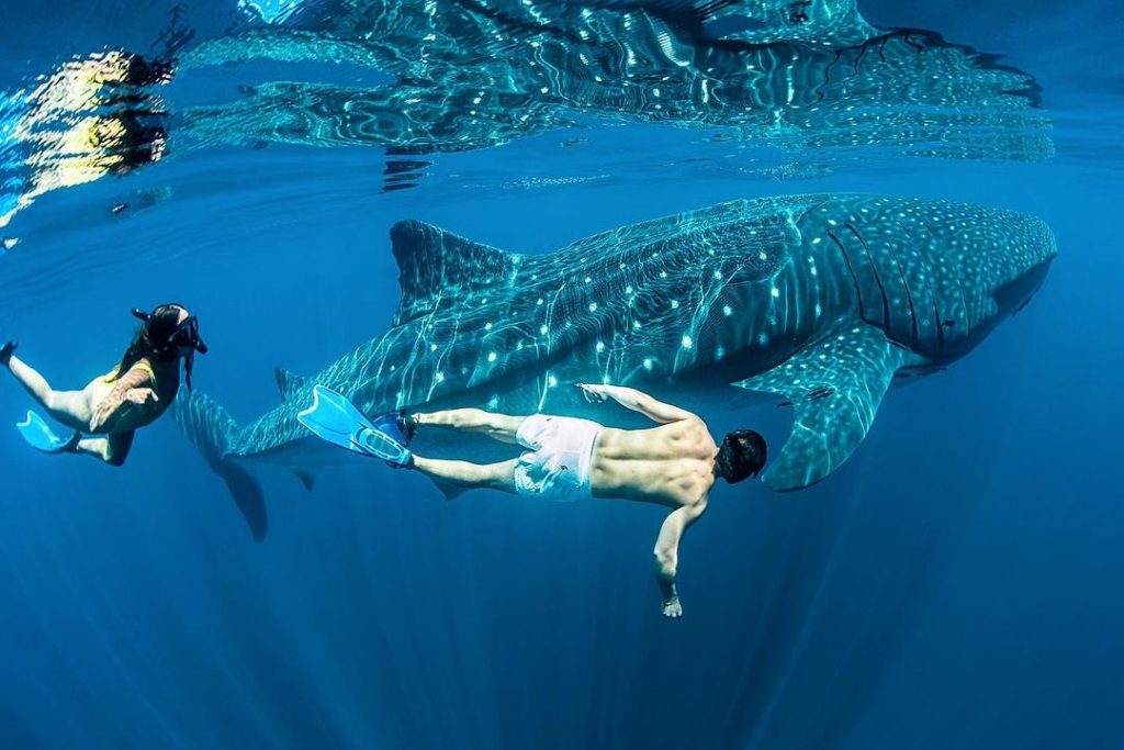 tiburon ballena avistamiento mexico