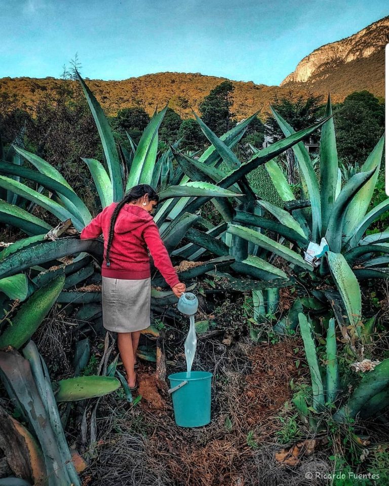 Estas Son Las Bebidas Típicas De México - México Ruta Mágica