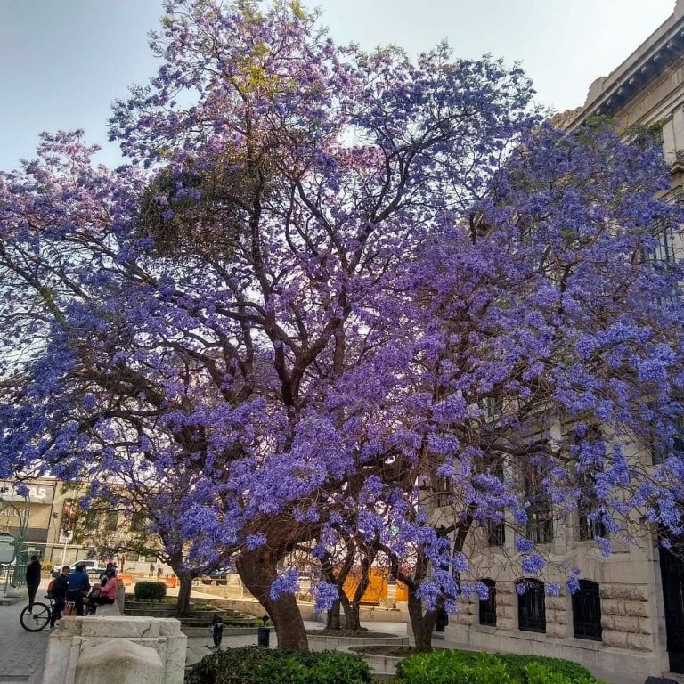 Historia de las jacarandas en México México Ruta Mágica