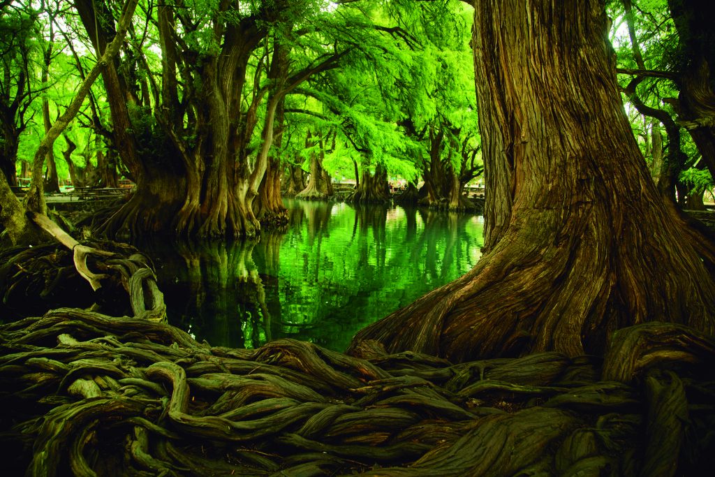 Conoce La Leyenda Y Qué Hacer En El Bello Lago De Camécuaro 3797