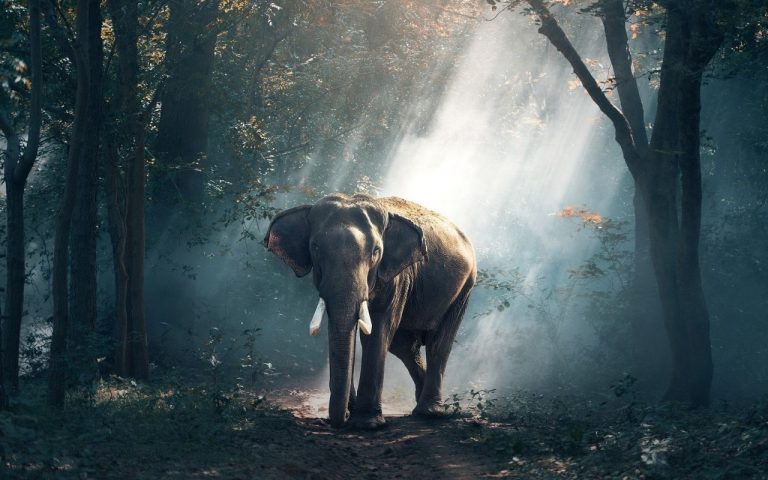 La historia de Big Boy, el elefante rescatado en Jalisco