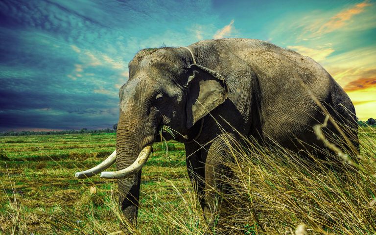 El elefante Big Boy, ¿fue rescatado… o comprado?