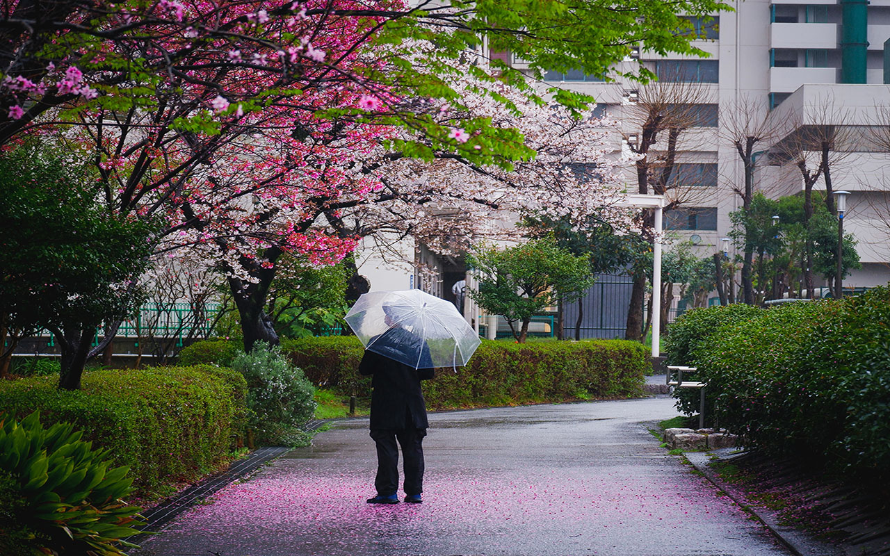 Hanami, el festival de los cerezos en Japón