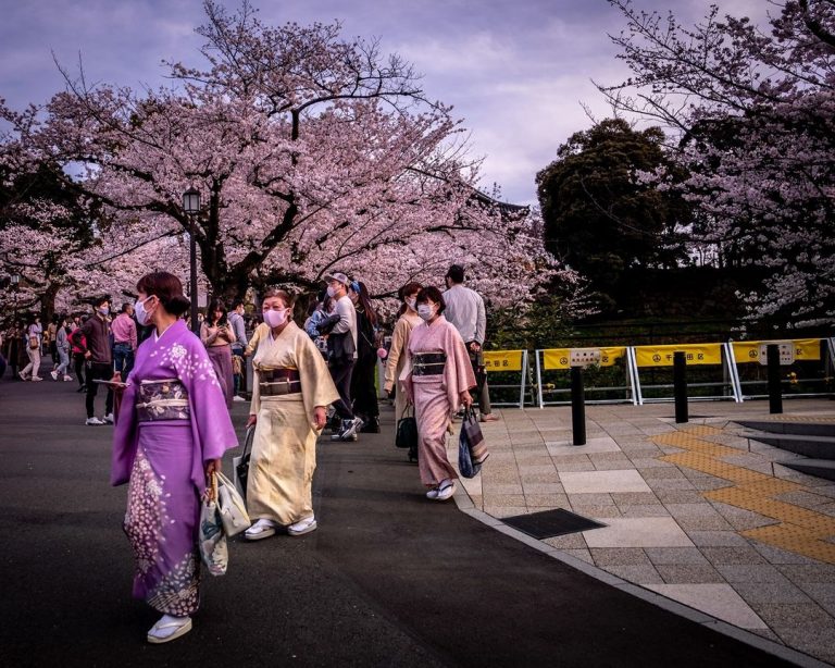 Hanami El Festival Japonés De Contemplación De Los Cerezos En Flor