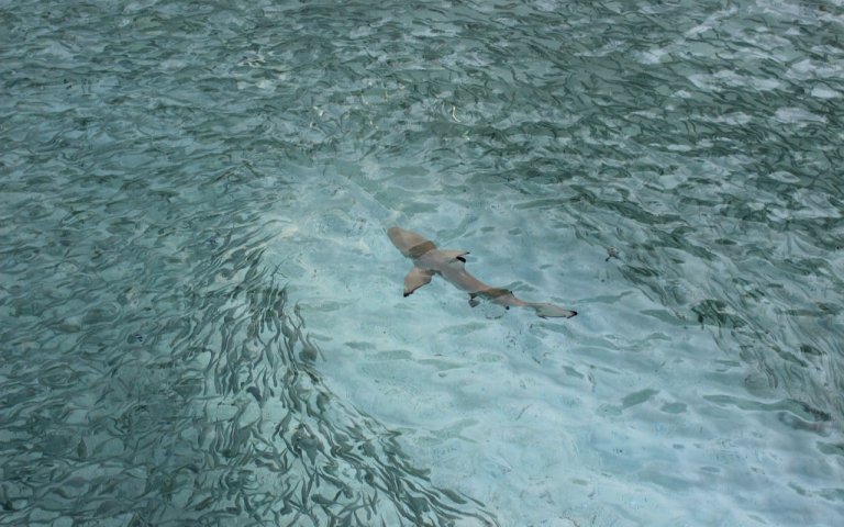 ¡Aguas con el tiburón! Extreman precauciones en playas de Mazunte