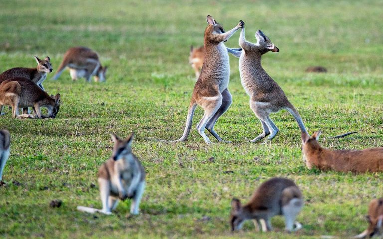 Estos son los 10 animales más peligrosos de Australia