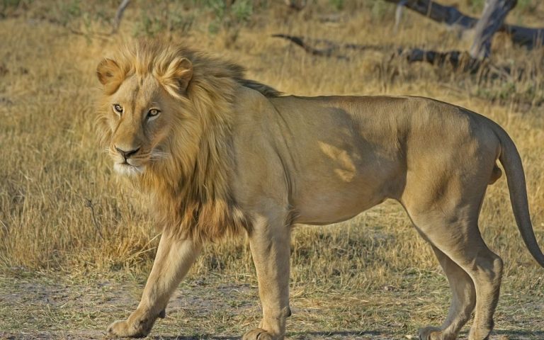 Sudáfrica prohibirá la cría de leones con fines de entretenimiento