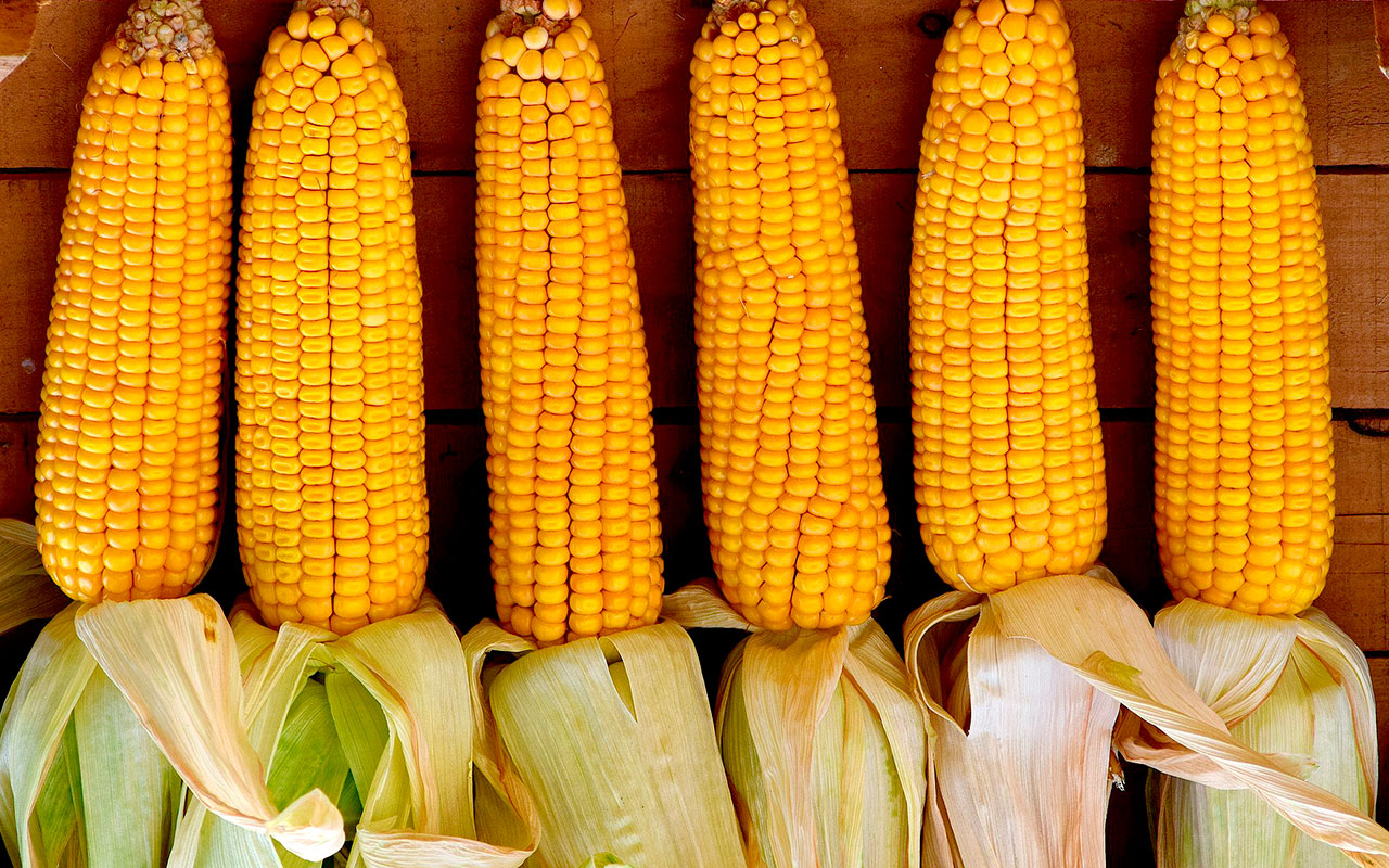 Leyenda del maíz: así empezó a cultivarse en México